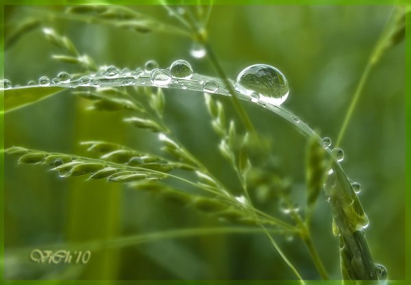 Травка после дождя