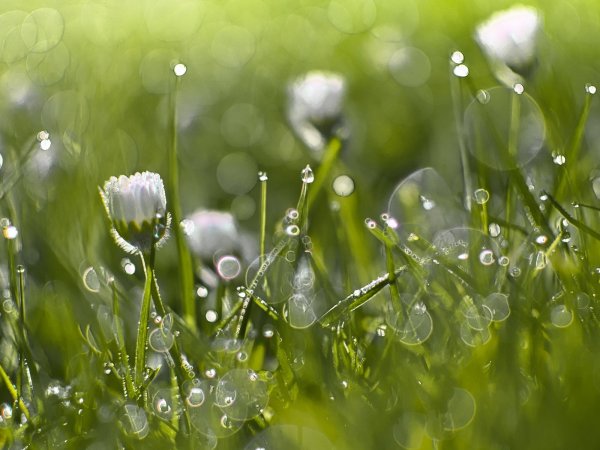 Утренняя свежесть