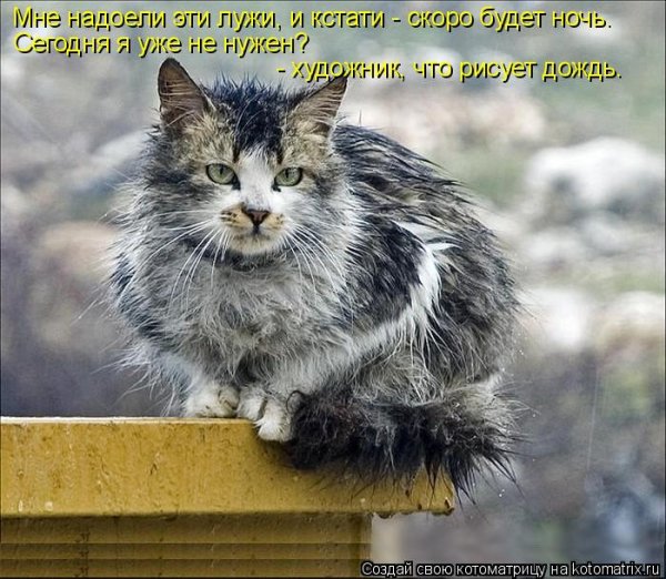 Смешные коты в плохую погоду