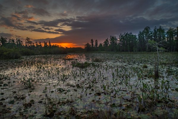 Okefenokee Swamp