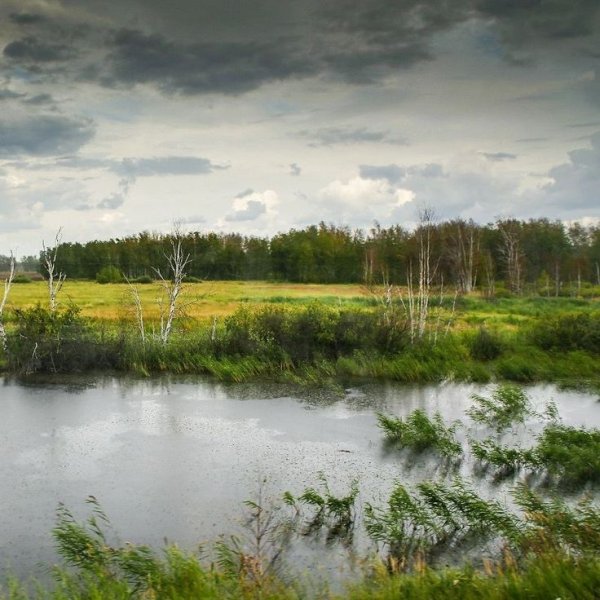 Дождь Болотная