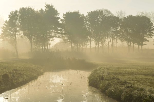 Лес болото туман