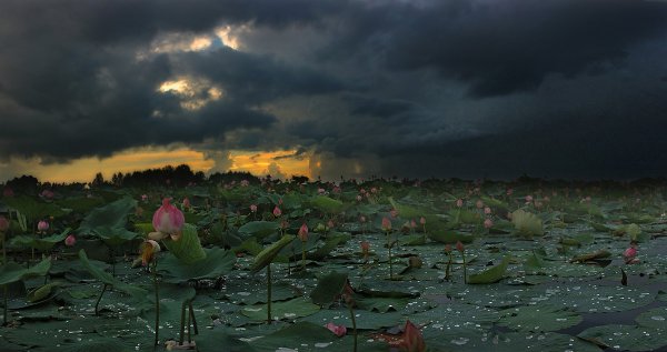Лотосы дождь