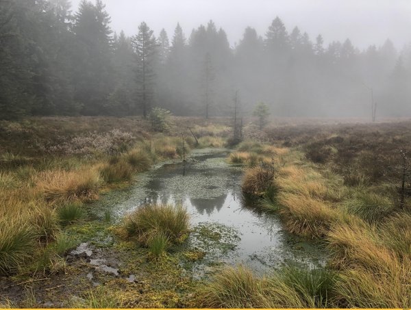 Мавринское болото