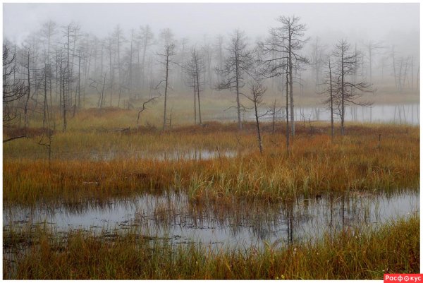 Осень болото