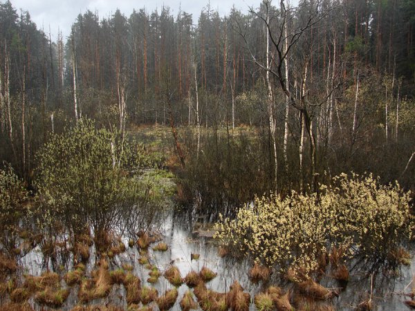 Болота Подмосковья