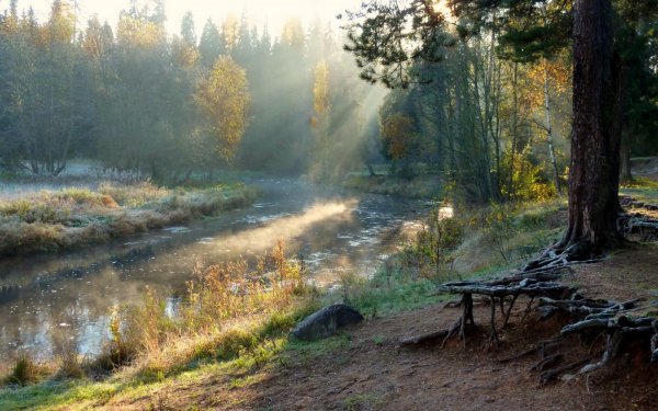 Лес и речка Помоздино