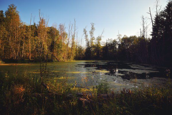 Озеро Смердячье Шатурский район