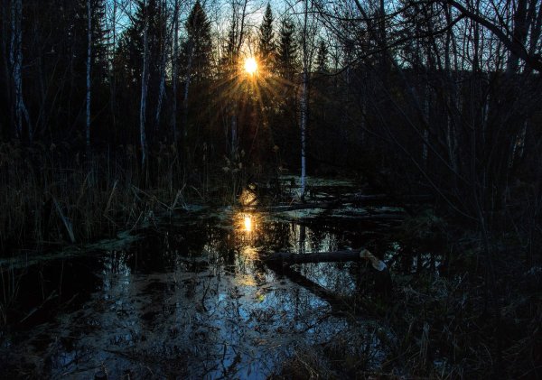 Болото трясина Топь вечер