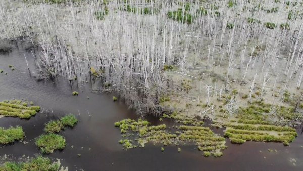 Торфяники в Омске