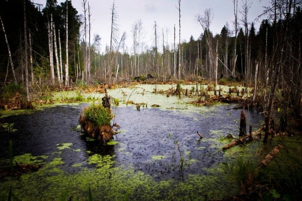 Таежный болотистые озера