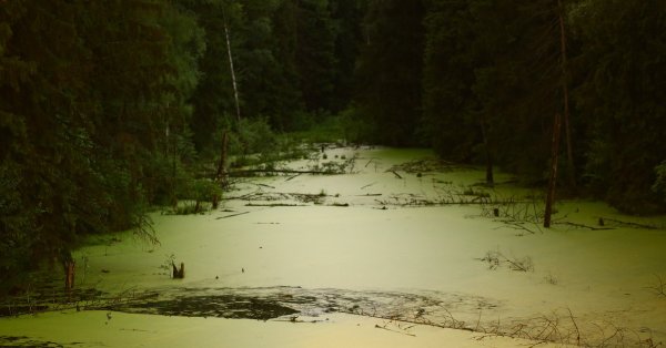 Болото в реале ночью