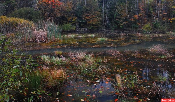 Чаруса болото