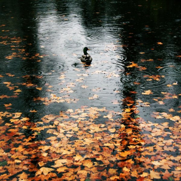 Моросящий осенний дождь