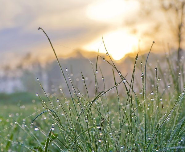 Утренняя роса на траве