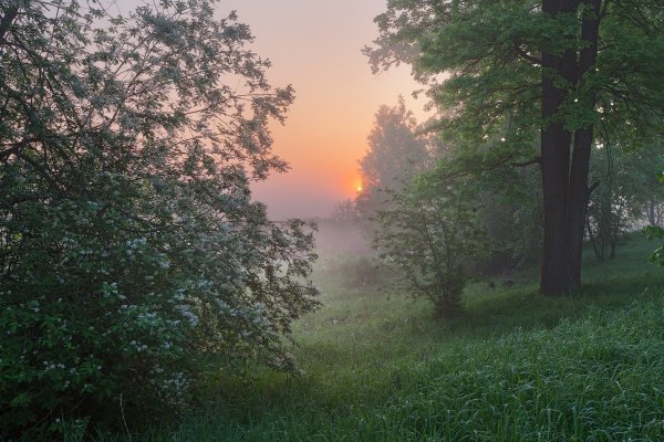 Ранний рассвет в лесу