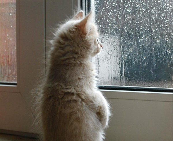 Кот скучает