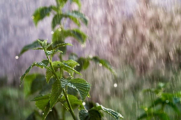 Слепой дождь картинки