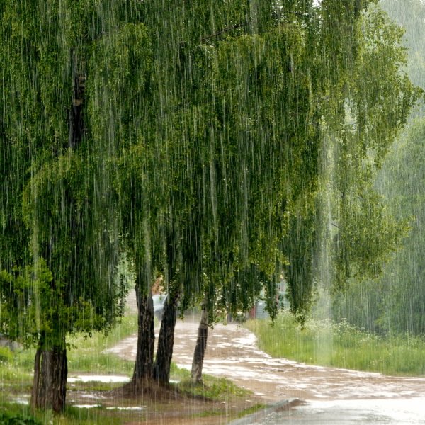 Березка под дождем