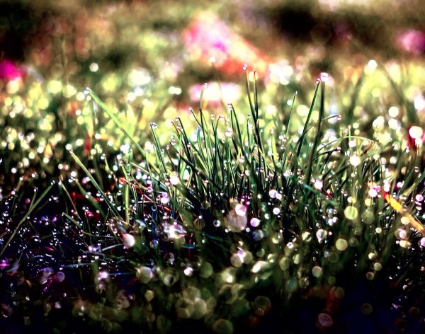 Ситник дождь