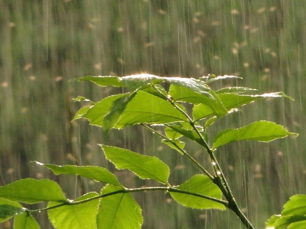 Слепой дождь дождь это