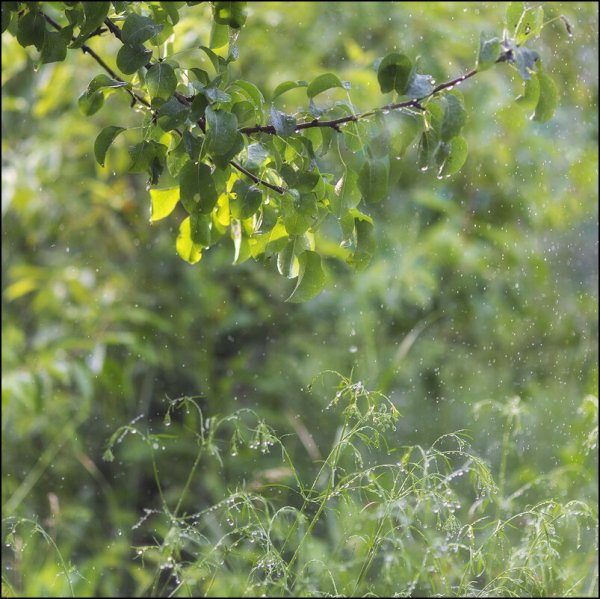 Летний слепой дождик