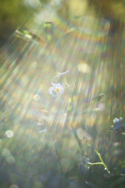 Слепой дождь