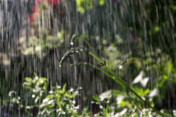 Летний дождь