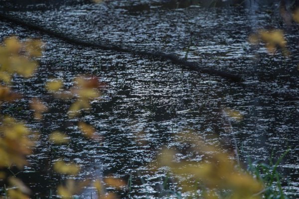 Янтарный дождь