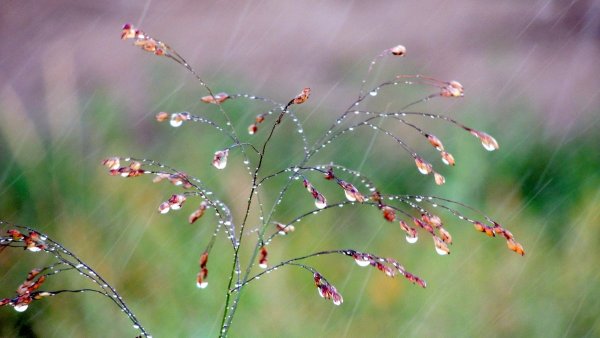 Летний слепой дождик