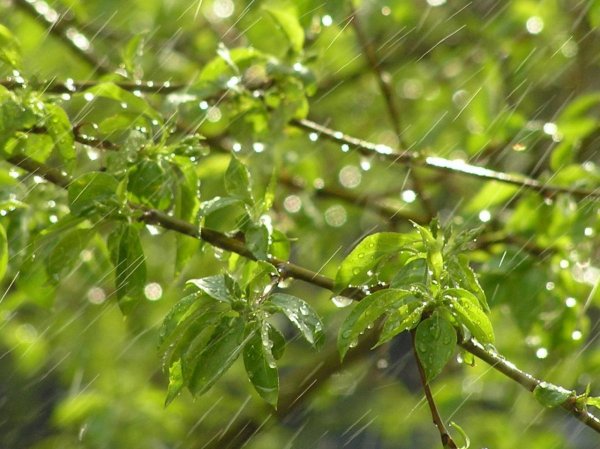 Слепой дождь фото