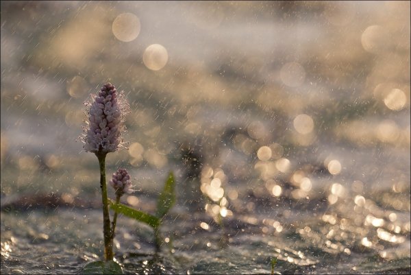 Слепой дождь