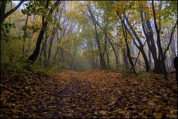 Осенью Алексей