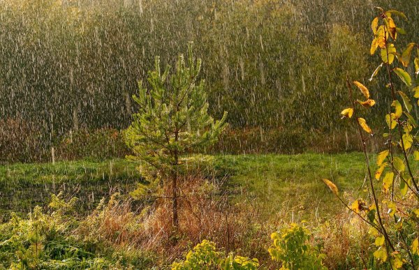 Дождь в осеннем лесу