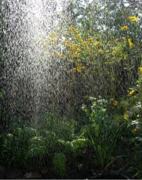 Ситник дождь