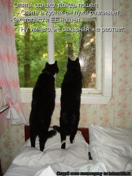 Опять дождь