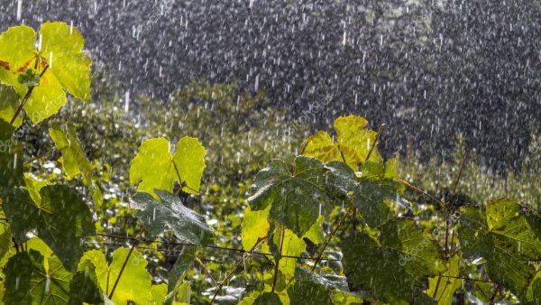 Виноград под дождем