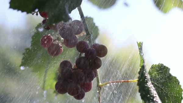 Виноград дождь макро