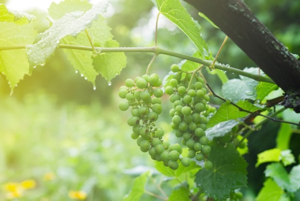Виноград под дождем