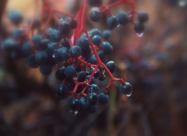 Виноград и дождь