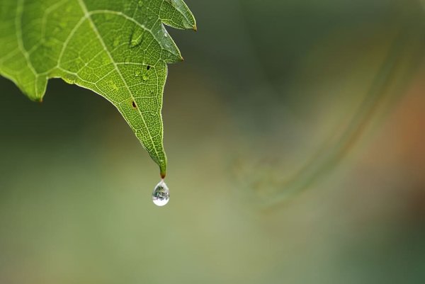 Виноград с капелькой росы