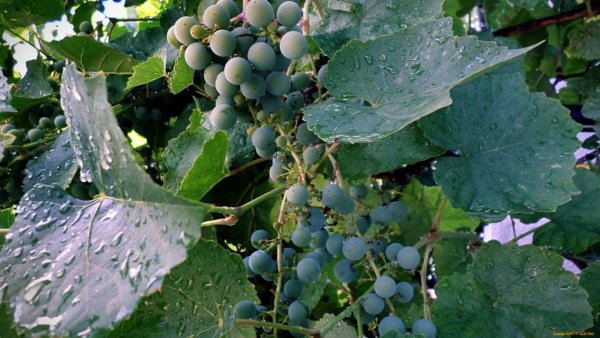 Виноград и дождь