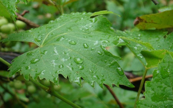 Виноград и дождь