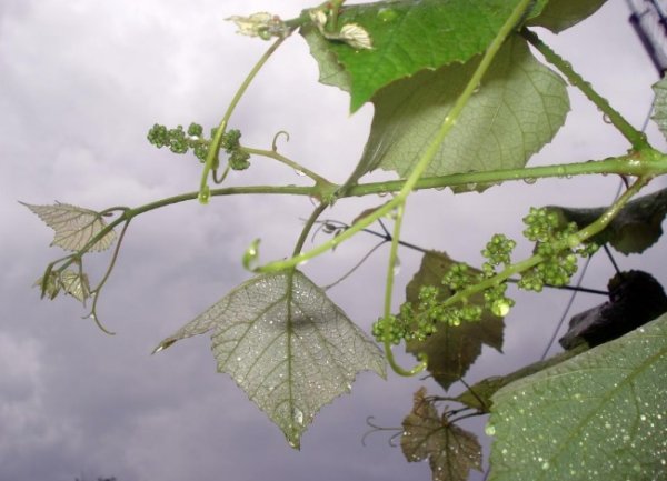Виноград и дождь