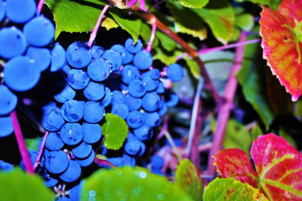Виноград и дождь