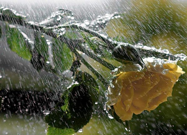 Шопен вальс дождя