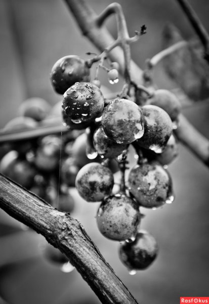 Виноград под дождем