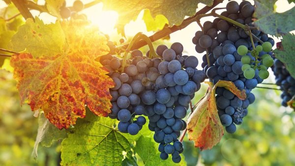 Виноград Изабелла