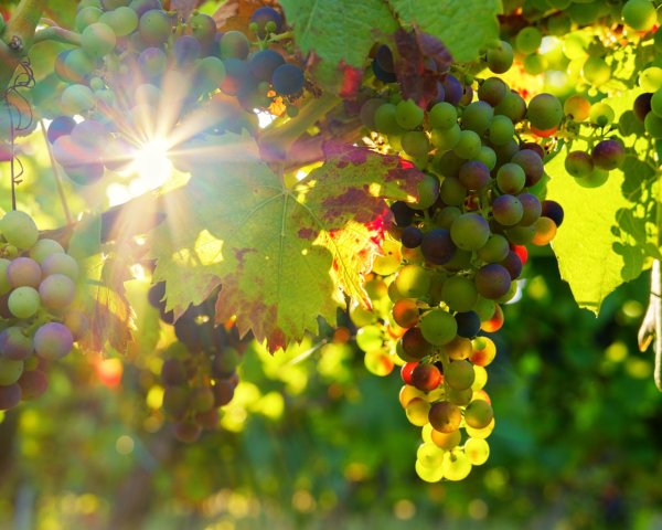 Виноград в природе