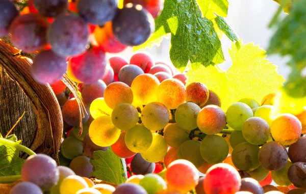 Фотообои виноград